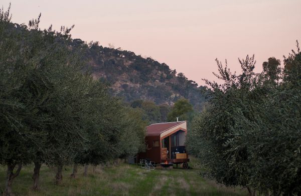 Shacky in the Olive Grove